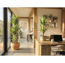 Kantoorruimte met kamerplanten, houten balken en bureaus.