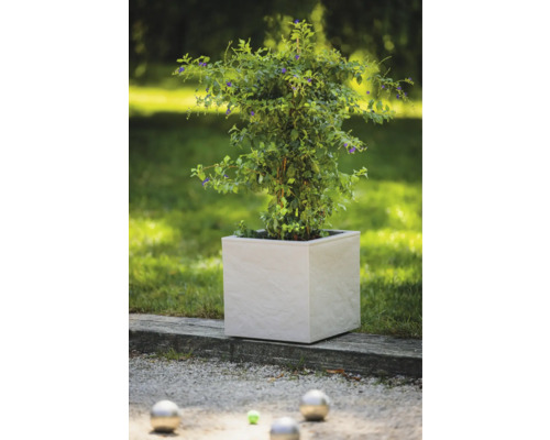 Plant in een vierkante plantenbak in de tuin