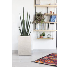 Interieur met Sansevieria in een vierkante plantenbak en een wandrek.