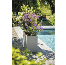 Bloeiende plant in een plantenbak naast een zwembad