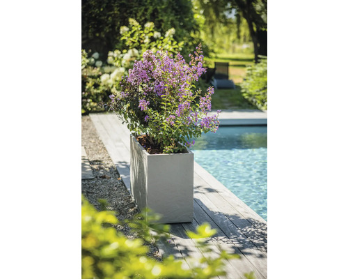 Bloeiende plant in een plantenbak naast een zwembad