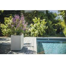 Scene met plant met paarse bloemen in vierkante plantenbak naast een zwembad