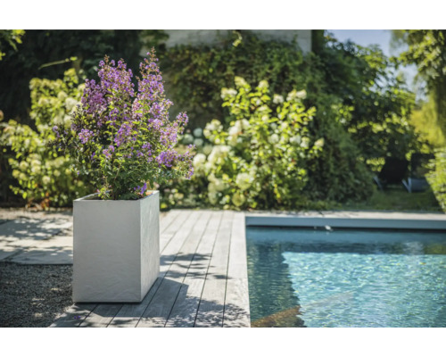 Scene met plant met paarse bloemen in vierkante plantenbak naast een zwembad