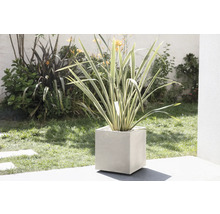 Sierplant in een kubieke plantenbak in de tuin.