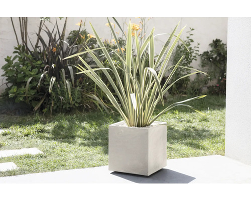 Sierplant in een kubieke plantenbak in de tuin.