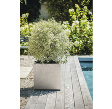 Scène met plant in een vierkante plantenbak op een houten terras naast een zwembad