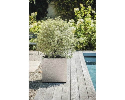 Scène met plant in een vierkante plantenbak op een houten terras naast een zwembad