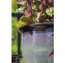 Close-up van een plant in een keramische bloempot.