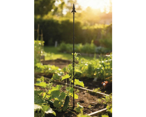 Komkommerplant met klimhulp in de moestuin