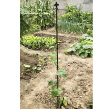 Groentetuin met plantensteun en diverse groenten