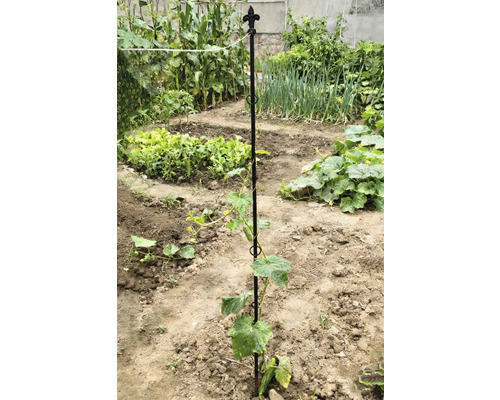 Groentetuin met plantensteun en diverse groenten