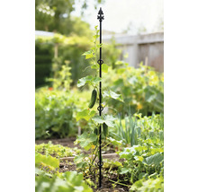 Komkommerplant die groeit op een plantensteun in de tuin