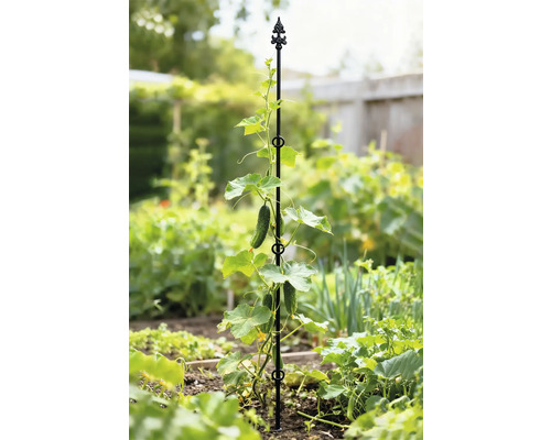 Komkommerplant die groeit op een plantensteun in de tuin