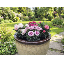 Bloempot met veelkleurige anjers in een tuin.