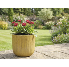 Tuinscene met madeliefjes in plantenbak