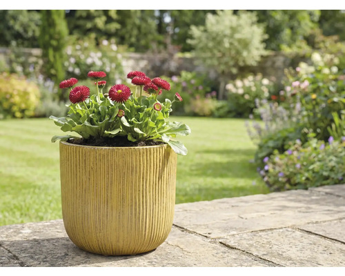 Tuinscene met madeliefjes in plantenbak