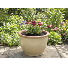 Bloempot met madeliefjes in de tuin