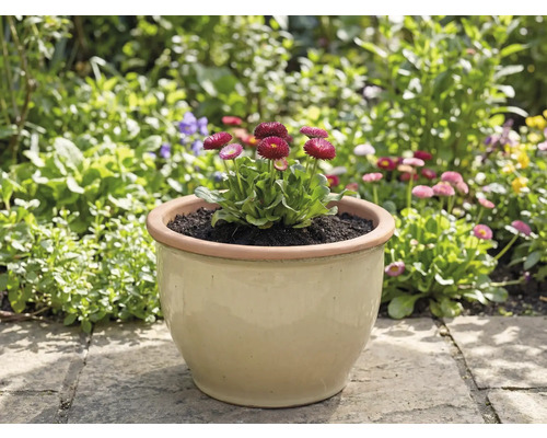 Bloempot met madeliefjes in de tuin
