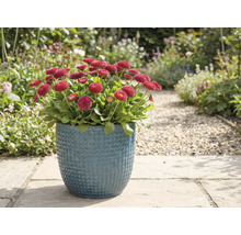 Rode madeliefjes in blauwe pot in de tuin