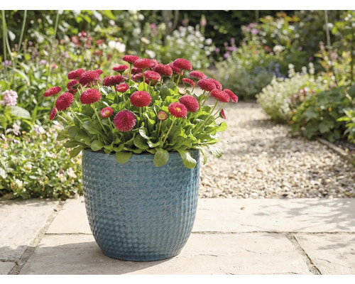 Rode madeliefjes in blauwe pot in de tuin