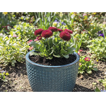 Madeliefjes in een pot in de tuin