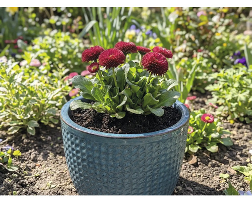 Madeliefjes in een pot in de tuin