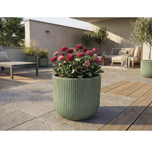 Buitenruimte met bloeiende madeliefjes in geribbelde plantenbak