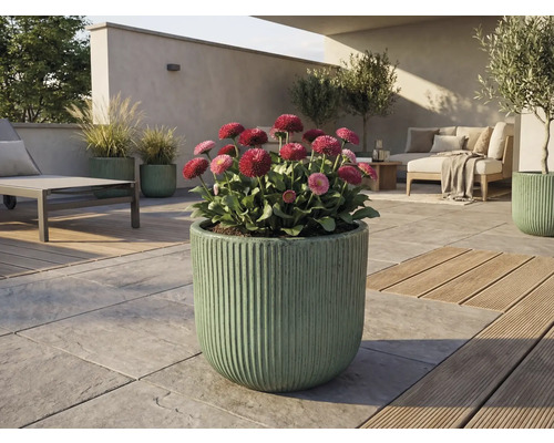 Buitenruimte met bloeiende madeliefjes in geribbelde plantenbak