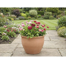 Tuinaanzicht met madeliefjes in een pot op een stenen pad