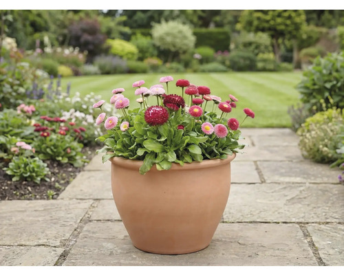 Tuinaanzicht met madeliefjes in een pot op een stenen pad
