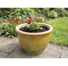 Keramische bloempot met madeliefjes in de tuin