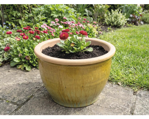 Keramische bloempot met madeliefjes in de tuin