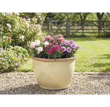 Bloempot met anjers in de tuin