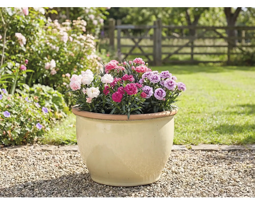 Bloempot met anjers in de tuin