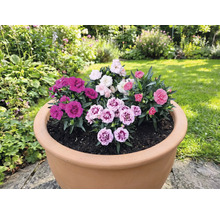 Bloempot beplant met verschillende anjers in de tuin.