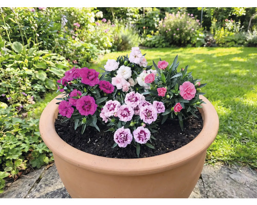 Bloempot beplant met verschillende anjers in de tuin.