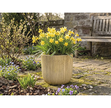 Gele narcissen in een plantenbak in de tuin.