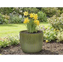 Gele narcissen in een plantenbak in de tuin.