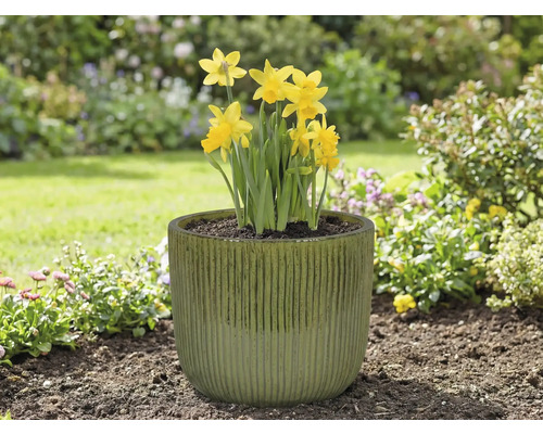 Gele narcissen in een plantenbak in de tuin.
