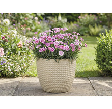 Anjers in een pot in de tuin.