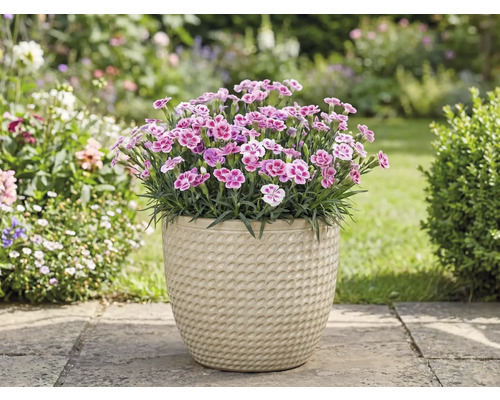 Anjers in een pot in de tuin.