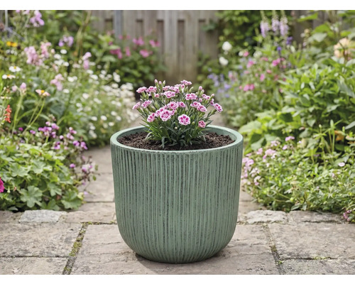 Bloempot met anjers op een tuinpad