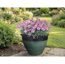 Anjers in een bloempot in de tuin.