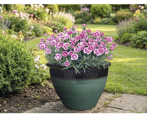 Anjers in een bloempot in de tuin.