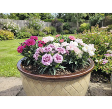 Bloempot met kleurrijke anjers in de tuin