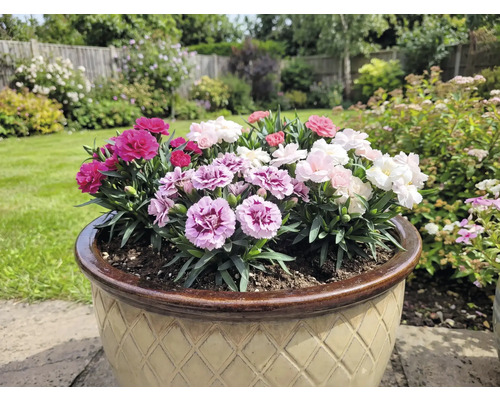 Bloempot met kleurrijke anjers in de tuin