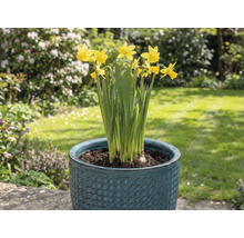 Gele narcissen in een bloempot in de tuin.