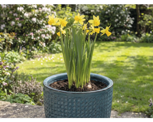 Gele narcissen in een bloempot in de tuin.
