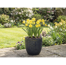 Gele narcissen in een gestructureerde plantenbak in de tuin.