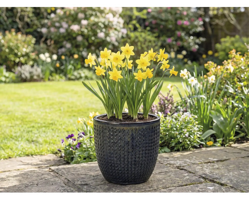 Gele narcissen in een gestructureerde plantenbak in de tuin.